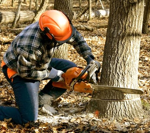 Tree Removal in Elmo, UT